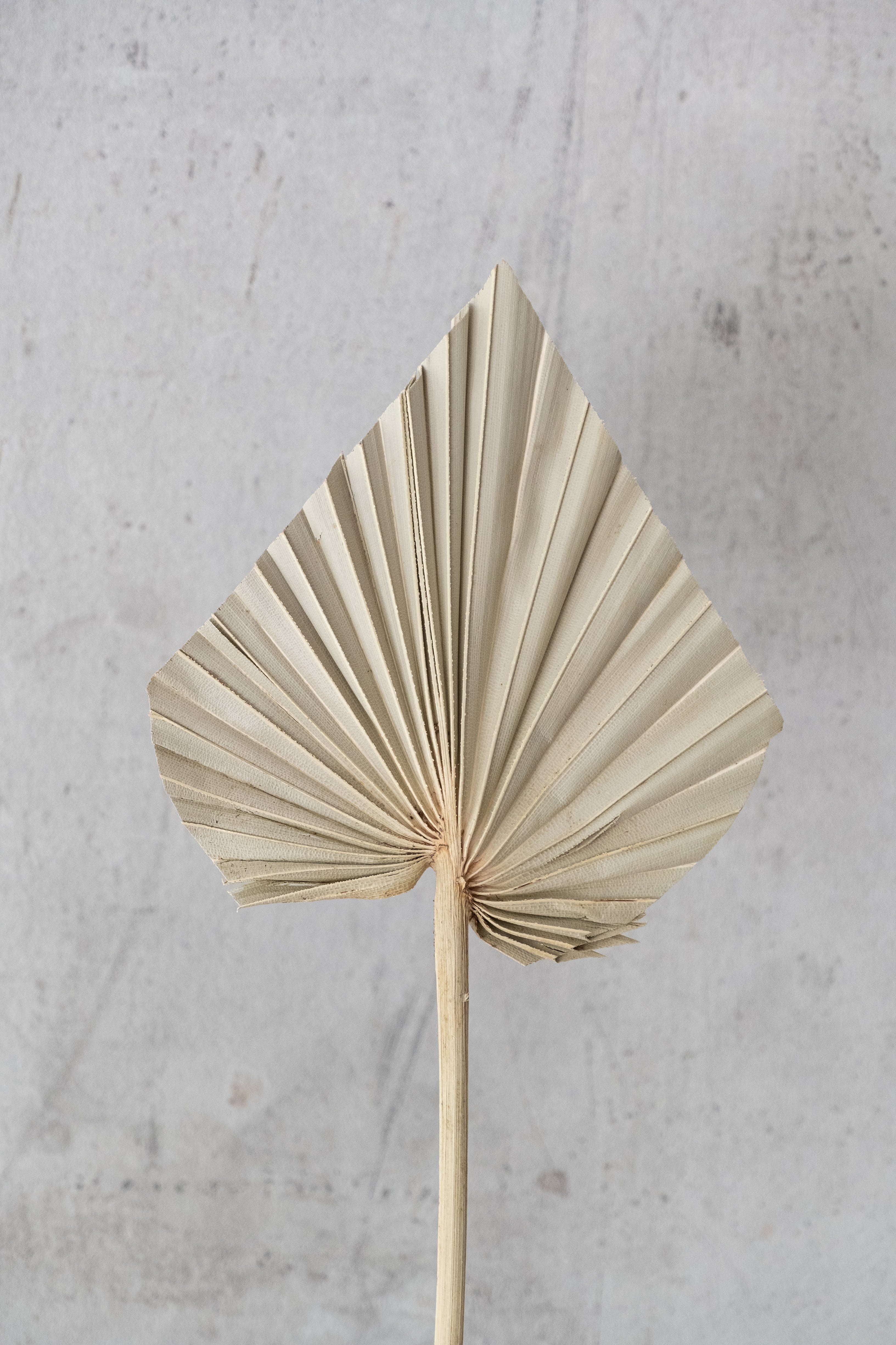 Palm spear Natural (Set of 3)