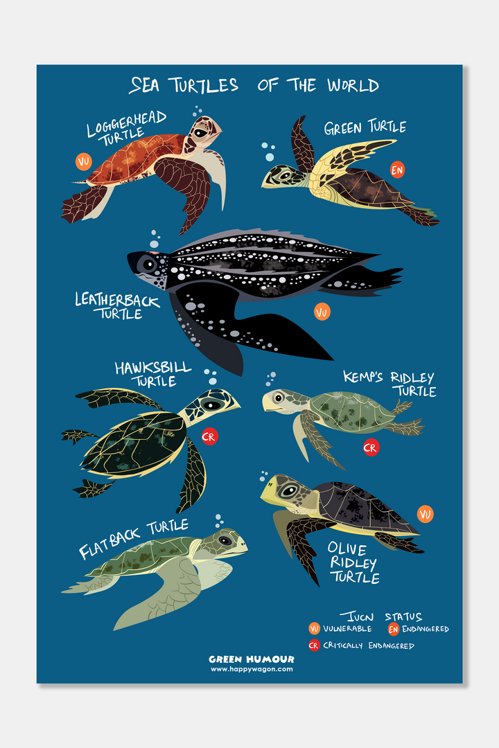 Sea Turtles Of The World Non-Tearable Poster