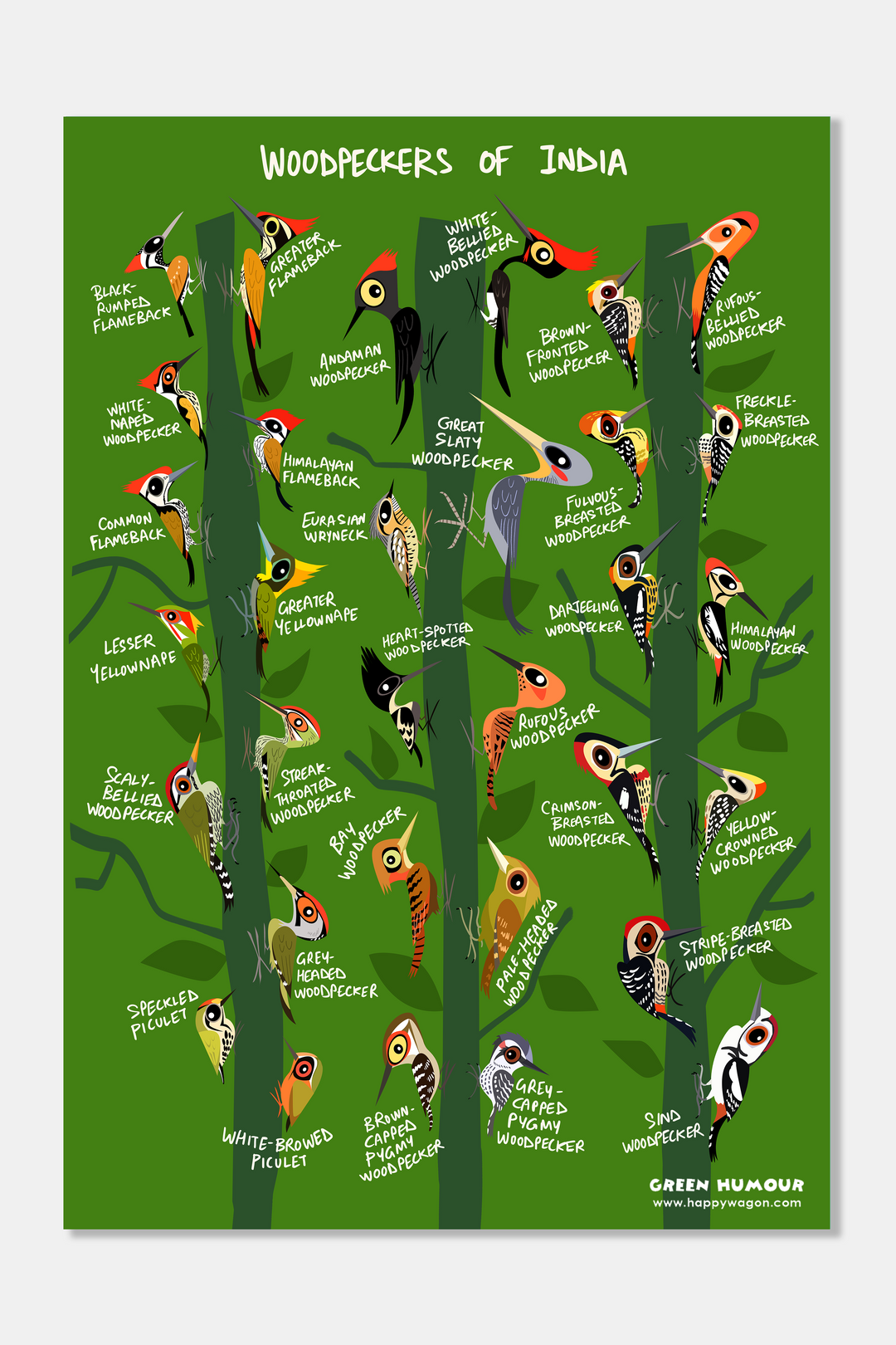 Woodpeckers of India Non-Tearable Poster