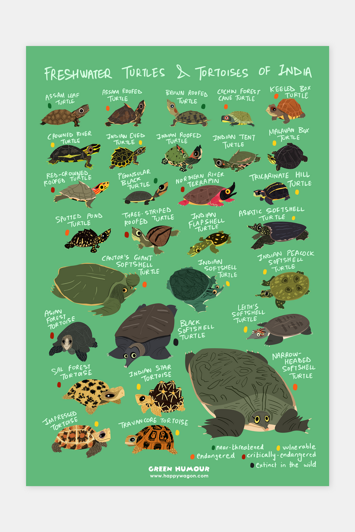 Freshwater Turtles Of India Non-Tearable Poster