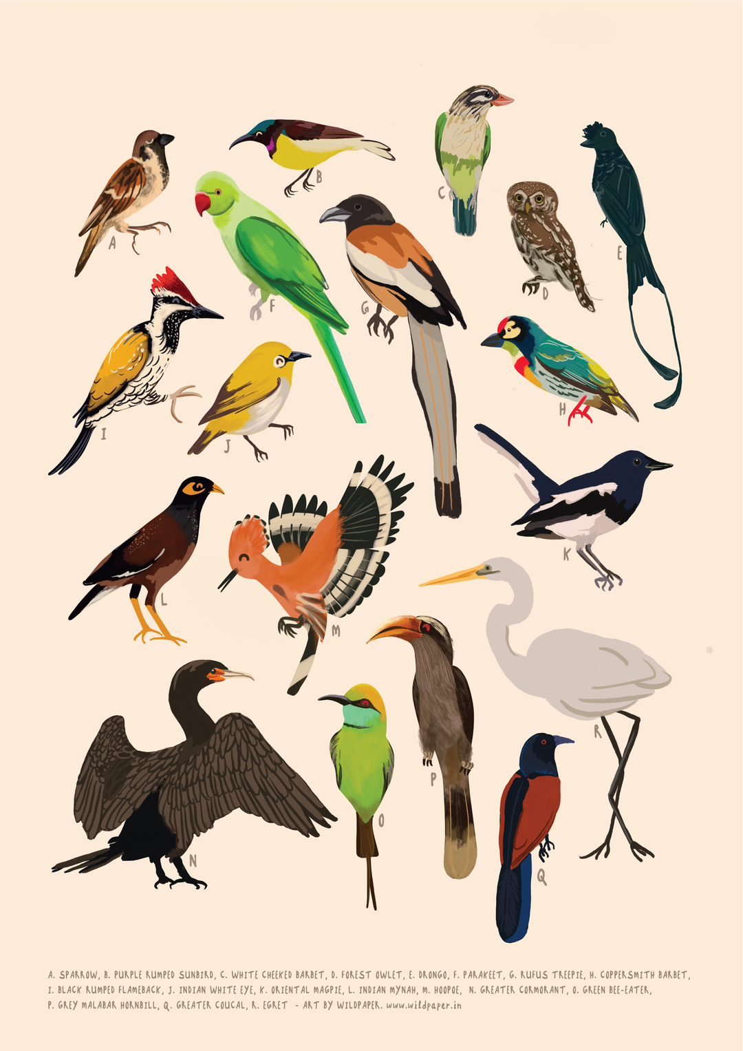 Backyard Birds - Non Tearable Poster