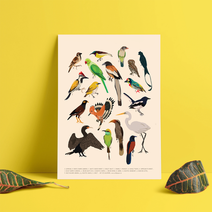 Backyard Birds & Butterflies - Non Tearable Poster Combo