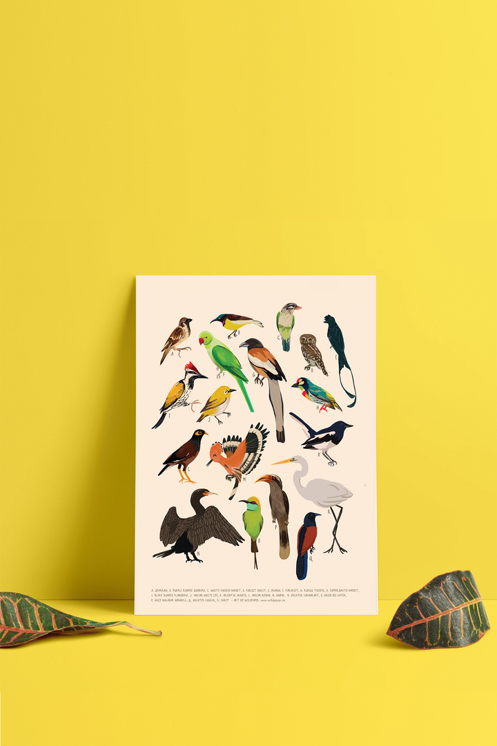 Backyard Birds - Non Tearable Poster