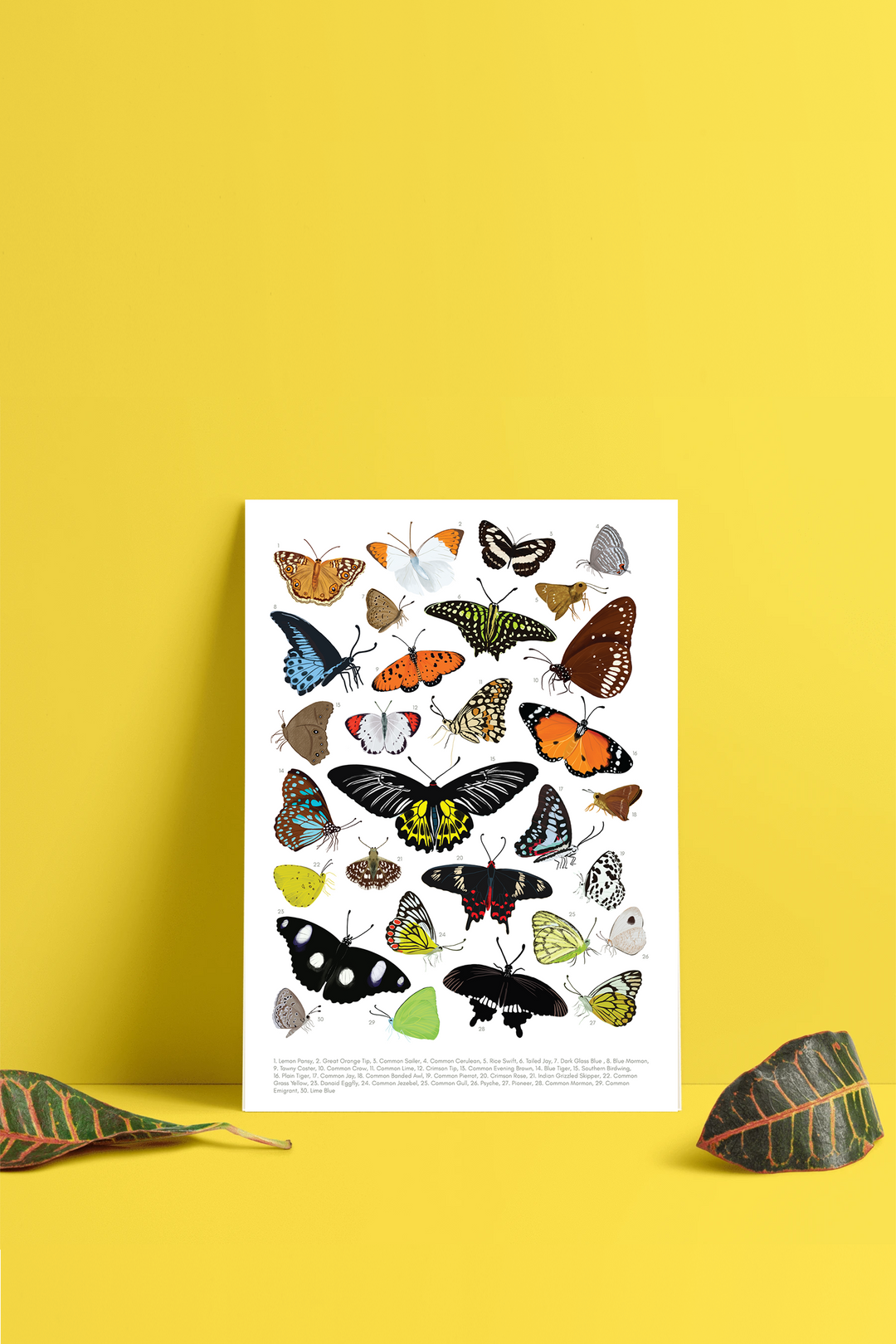 Backyard Butterflies - Non Tearable Poster