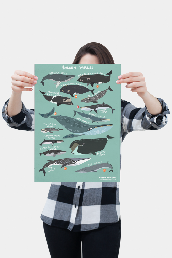 Baleen Whales Non-Tearable Poster