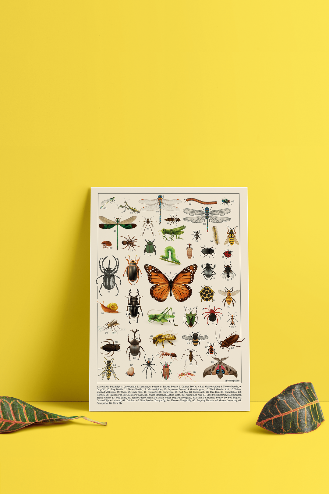 Creepy Crawlies & Winged Wonders  - Non Tearable Poster