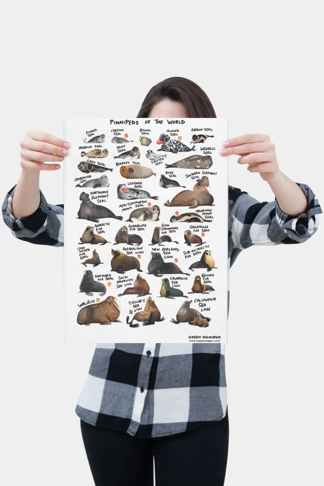 Seals Of The World (Pinnipeds) Non-Tearable Poster