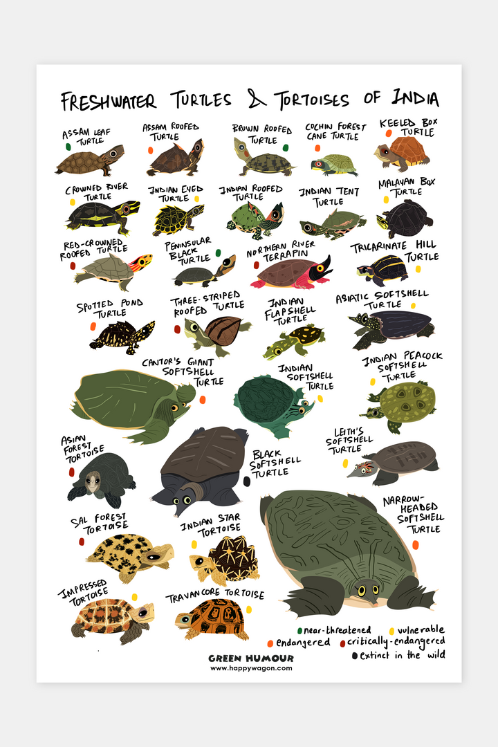 Freshwater Turtles Of India Non-Tearable Poster