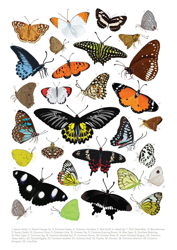 Backyard Birds & Butterflies - Non Tearable Poster Combo