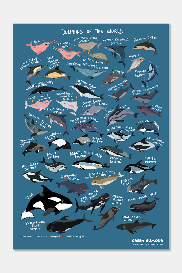 Dolphins Of The World Non-Tearable Poster