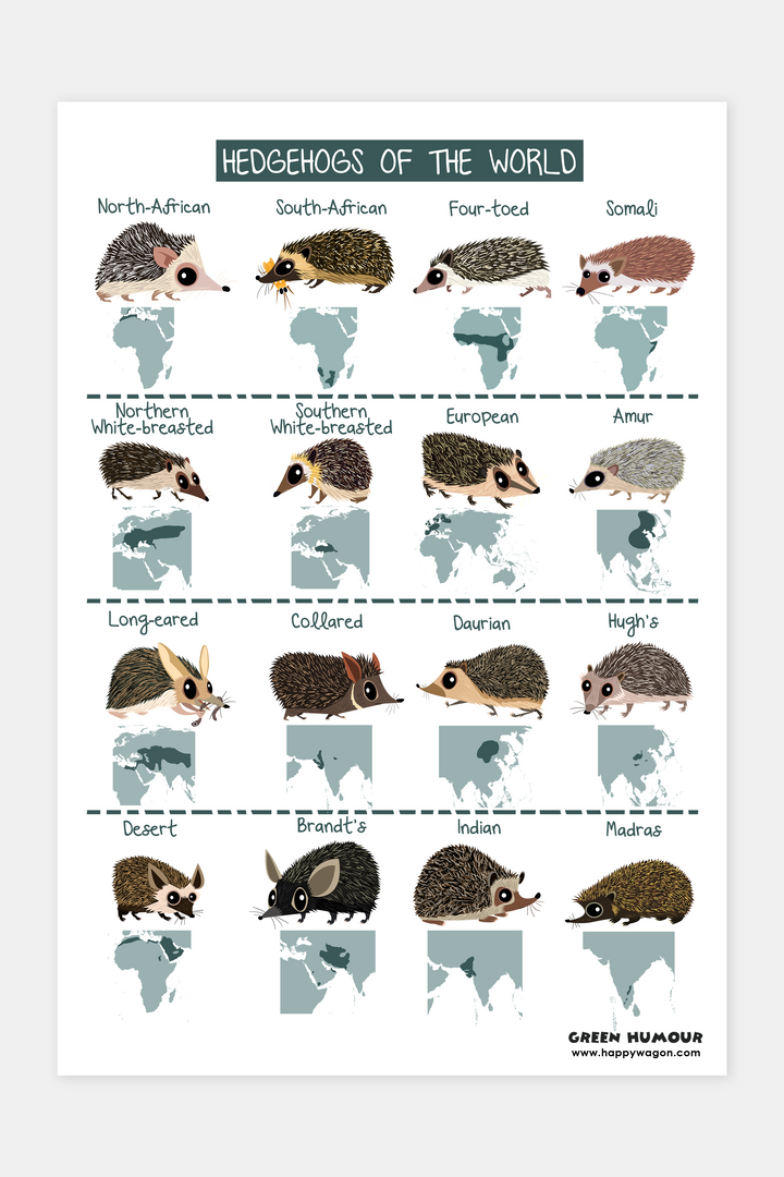 Hedgehogs Of The World Non-Tearable Poster