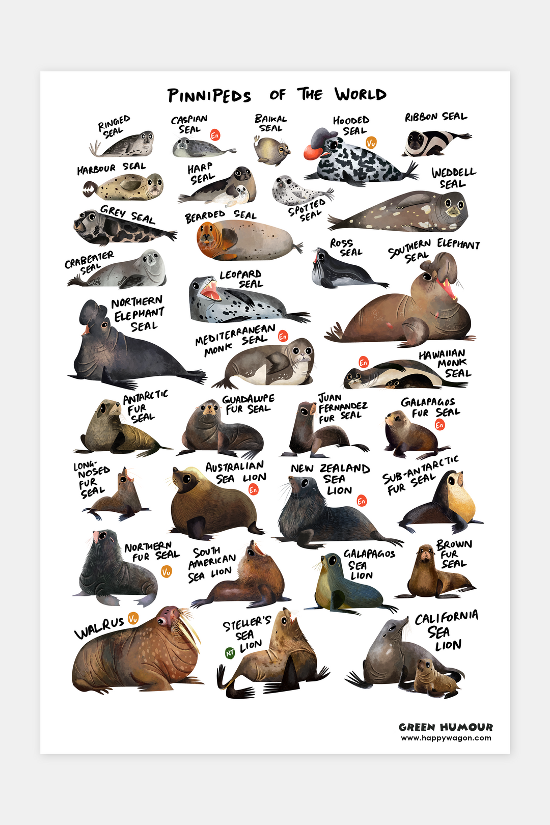 Seals Of The World (Pinnipeds) Non-Tearable Poster