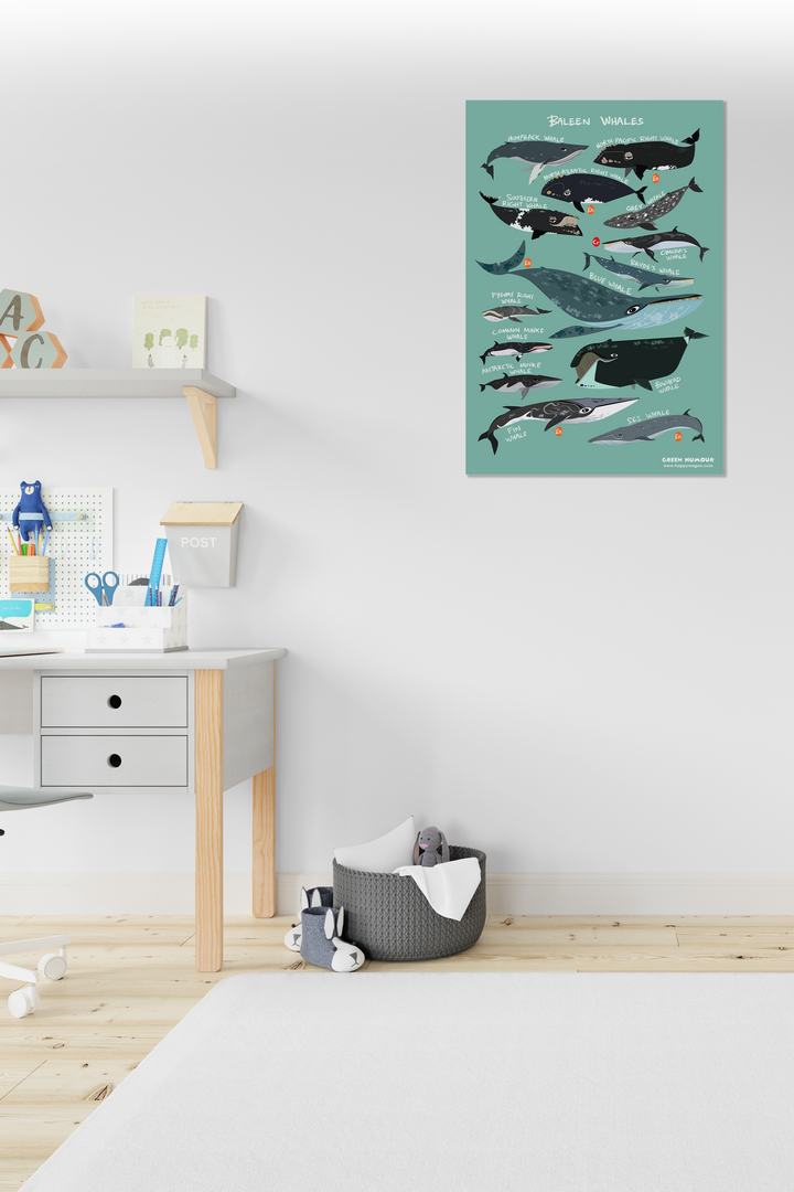 Baleen Whales Non-Tearable Poster