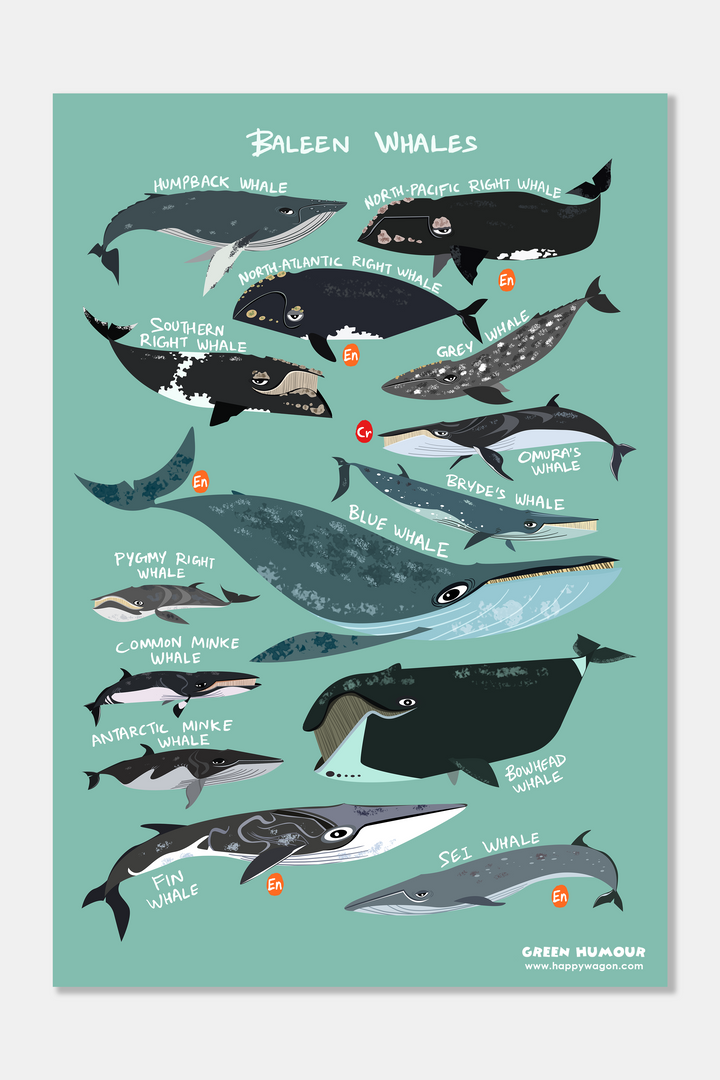 Baleen Whales Non-Tearable Poster